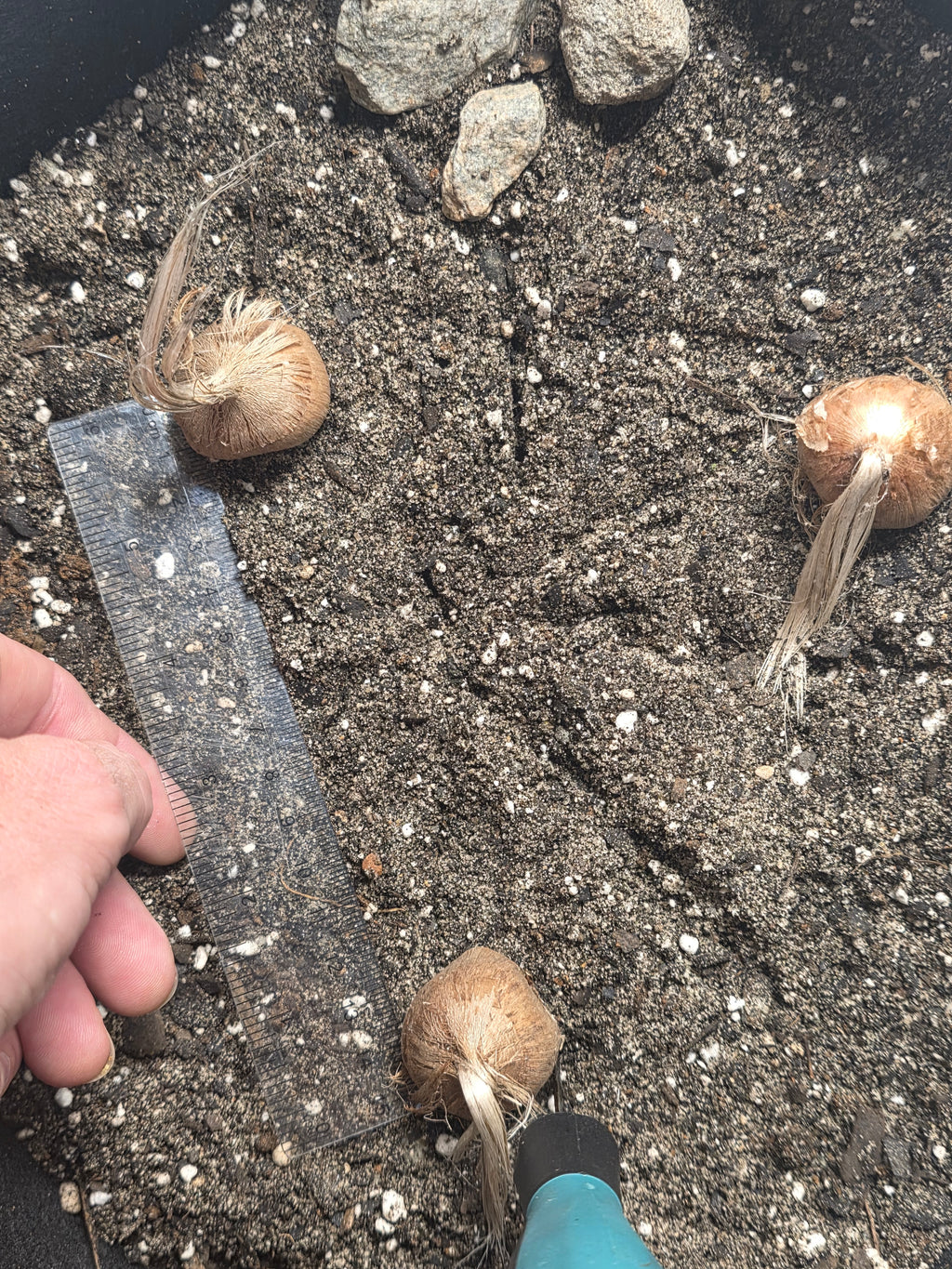Premium Single Saffron Bulbs - 10cm