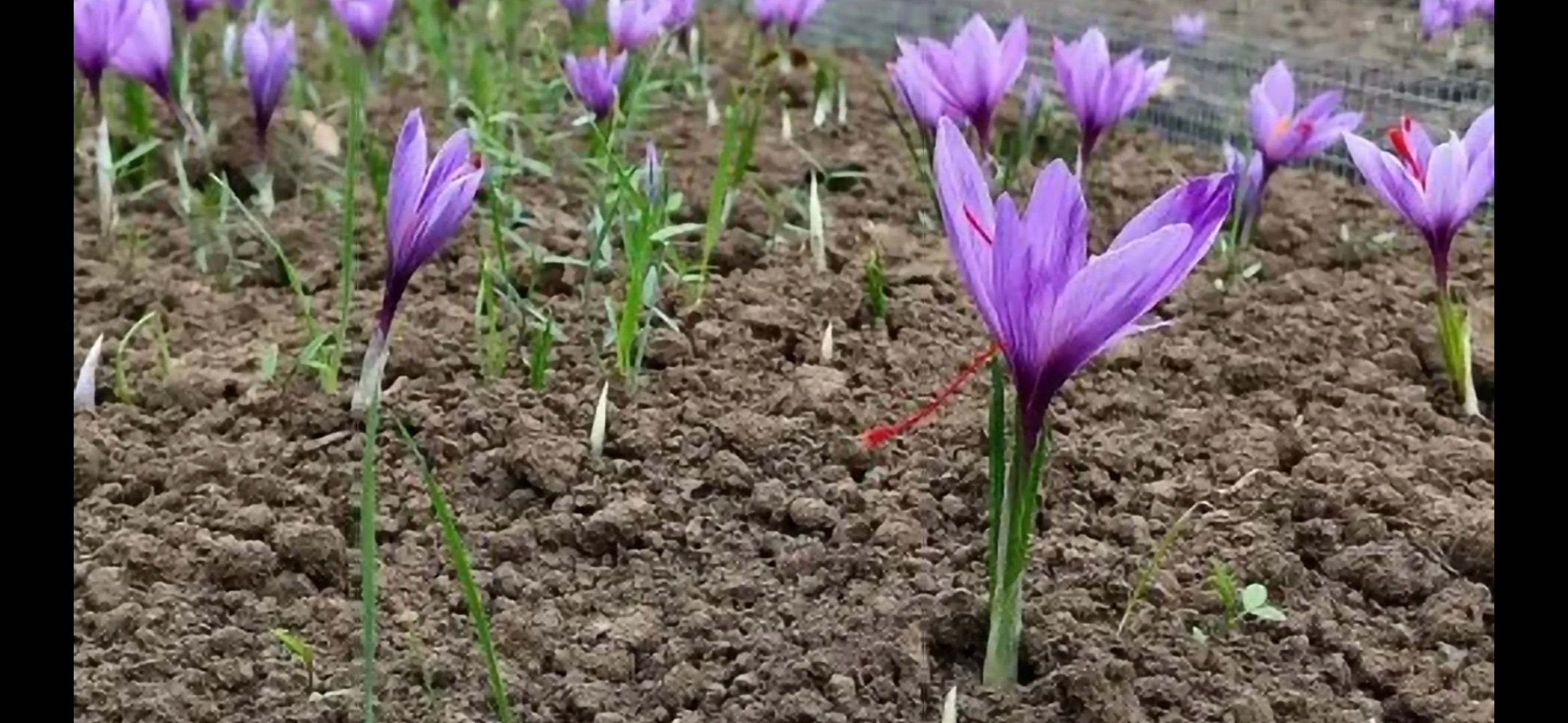 Premium Single Saffron Bulbs - 10cm