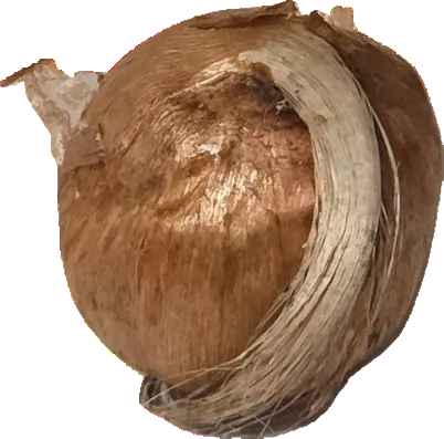 Premium Single Saffron Bulbs - 10cm